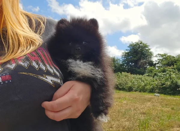 cucciolo di Pomeranian toy per adozione | Foto 1