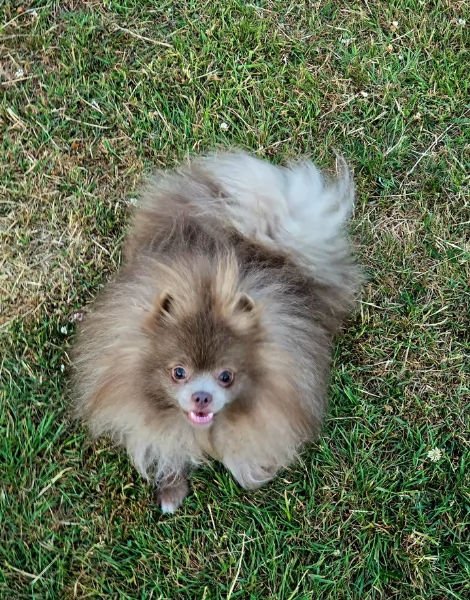 cucciolo di Pomeranian toy per adozione | Foto 0