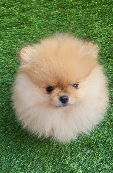 cucciolo di Pomeranian toy per adozione | Foto 4