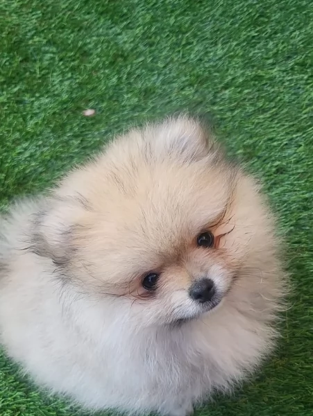 cucciolo di Pomeranian toy per adozione | Foto 2