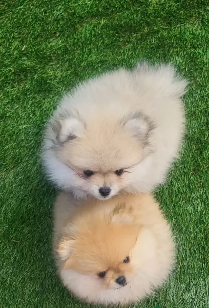cucciolo di Pomeranian toy per adozione | Foto 1