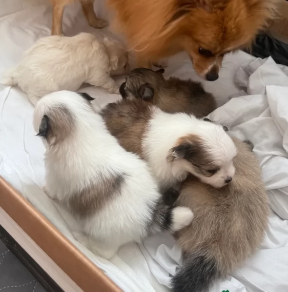 cucciolo di Pomeranian toy per adozione | Foto 2