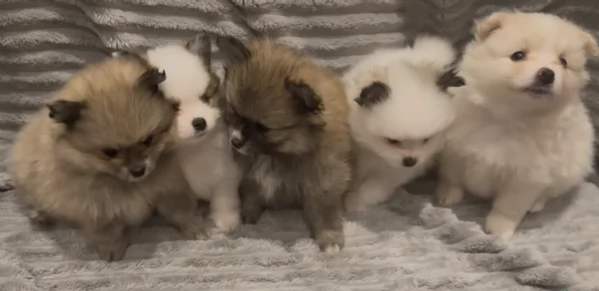 cucciolo di Pomeranian toy per adozione | Foto 1