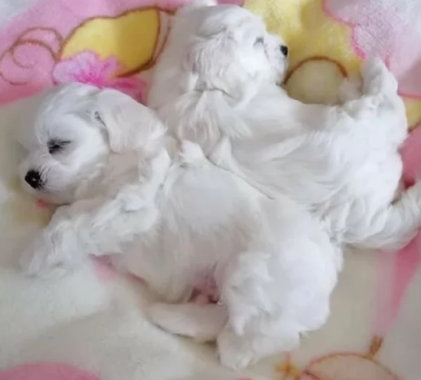 Maltese toy cuccioli  | Foto 1