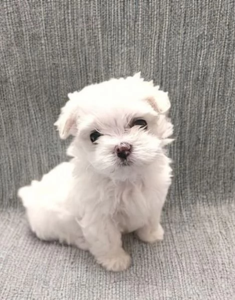 Maltese toy cuccioli  | Foto 1