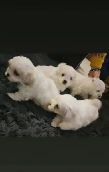 Maltese toy cuccioli  | Foto 5