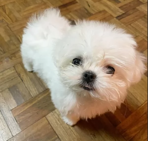 Maltese toy cuccioli  | Foto 1
