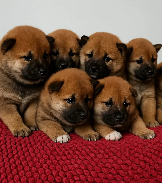 bellissimi cucciolo di Shiba Inu per adozione | Foto 0