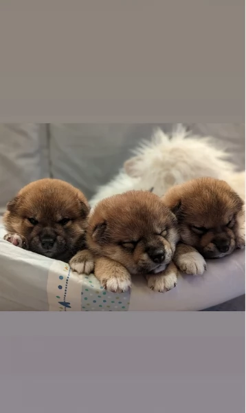 bellissimi cucciolo di Shiba Inu per adozione | Foto 4