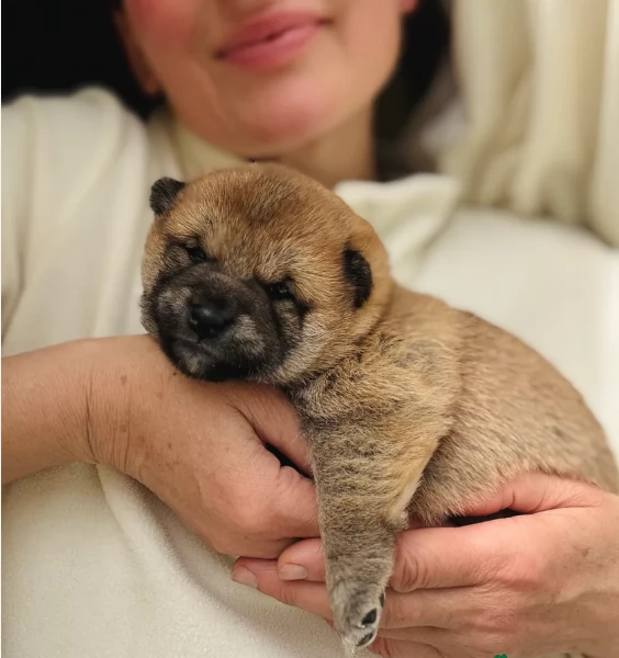 bellissimi cucciolo di Shiba Inu per adozione | Foto 1