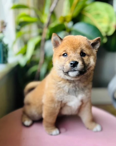 bellissimi cucciolo di Shiba Inu per adozione | Foto 2