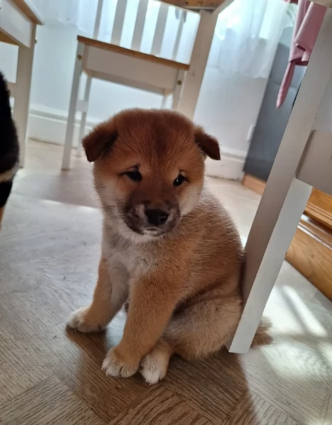 bellissimi cucciolo di Shiba Inu per adozione | Foto 1
