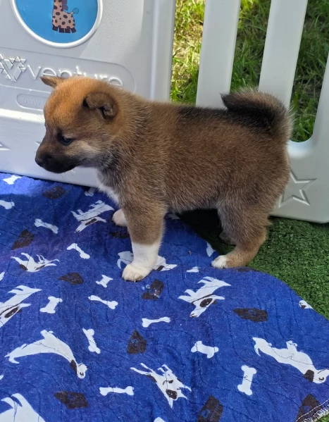 bellissimi cucciolo di Shiba Inu per adozione | Foto 2