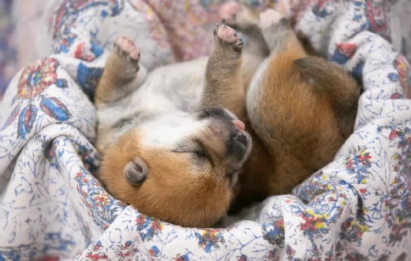 bellissimi cucciolo di Shiba Inu per adozione | Foto 2