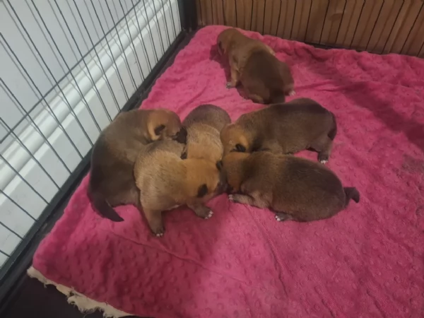 bellissimi cucciolo di Shiba Inu per adozione | Foto 1