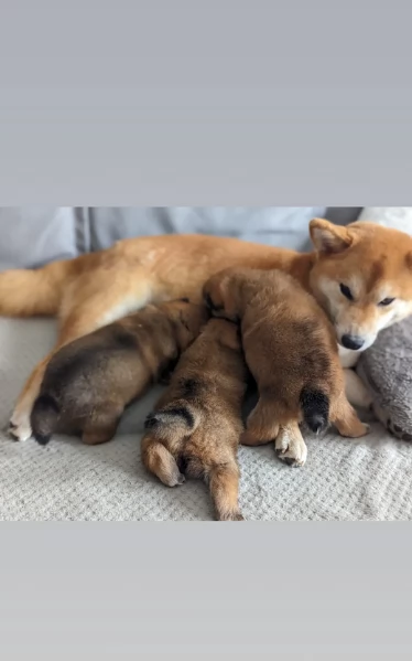 bellissimi cucciolo di Shiba Inu per adozione | Foto 0