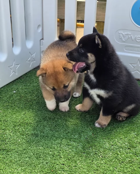 bellissimi cucciolo di Shiba Inu per adozione