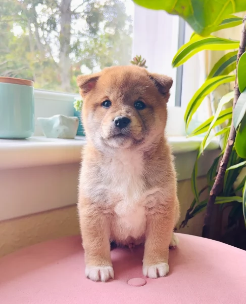 bellissimi cucciolo di Shiba Inu per adozione | Foto 2