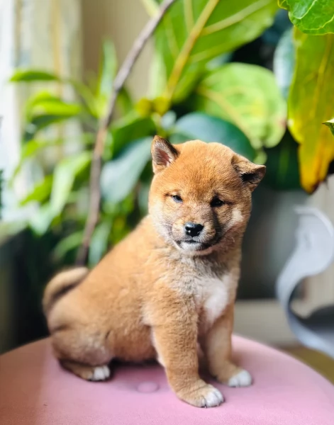 bellissimi cucciolo di Shiba Inu per adozione