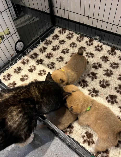 meraviglioso cucciolo di Shiba Inu per adozione
