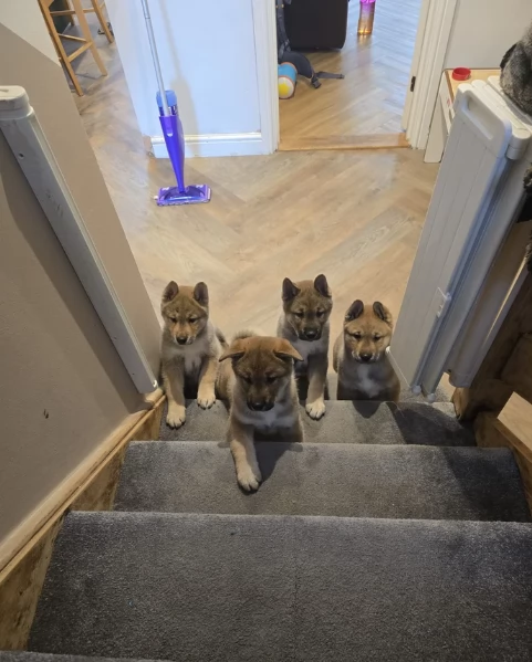 meraviglioso cucciolo di Shiba Inu per adozione | Foto 4