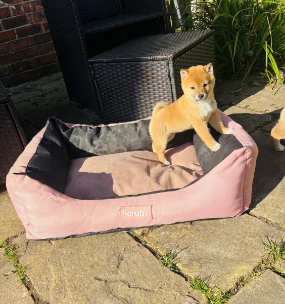 meraviglioso cucciolo di Shiba Inu per adozione