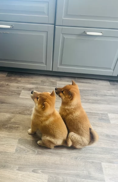 meraviglioso cucciolo di Shiba Inu per adozione | Foto 1
