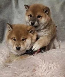 meraviglioso cucciolo di Shiba Inu per adozione | Foto 1