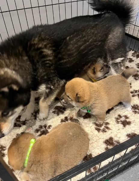 meraviglioso cucciolo di Shiba Inu per adozione