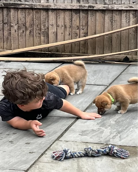 meraviglioso cucciolo di Shiba Inu per adozione | Foto 2