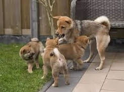 meraviglioso cucciolo di Shiba Inu per adozione | Foto 1