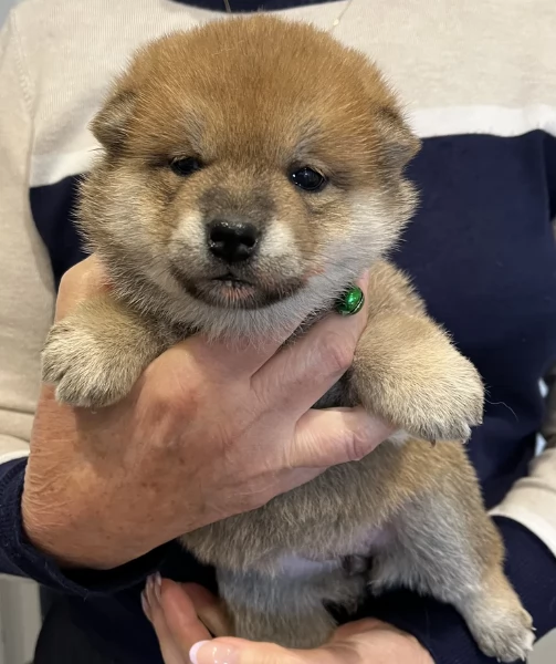meraviglioso cucciolo di Shiba Inu per adozione | Foto 0