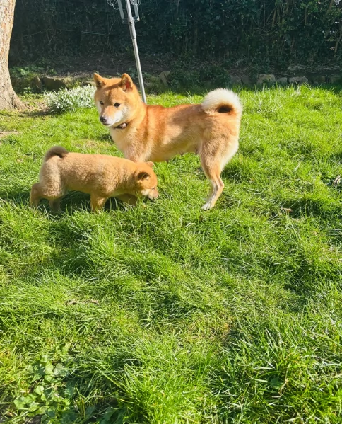 meraviglioso cucciolo di Shiba Inu per adozione | Foto 6