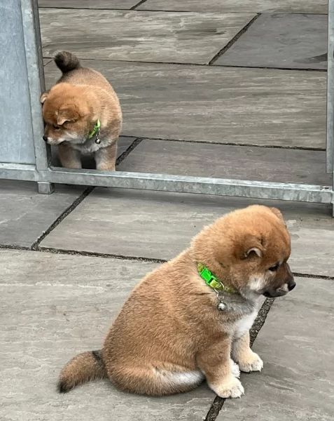 meraviglioso cucciolo di Shiba Inu per adozione | Foto 2