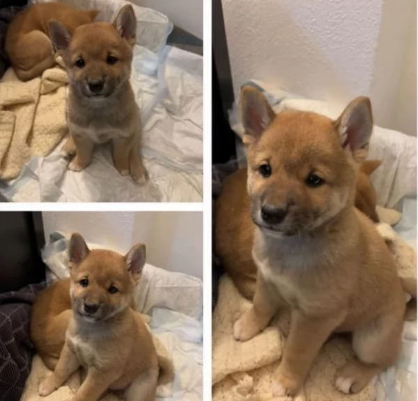 meraviglioso cucciolo di Shiba Inu per adozione