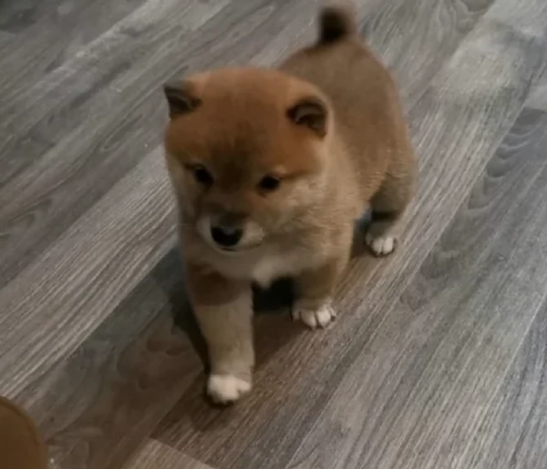meraviglioso cucciolo di Shiba Inu per adozione