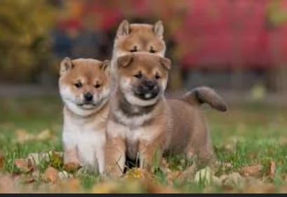 meraviglioso cucciolo di Shiba Inu per adozione | Foto 2
