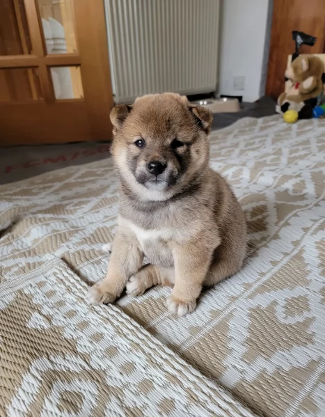 meraviglioso cucciolo di Shiba Inu per adozione