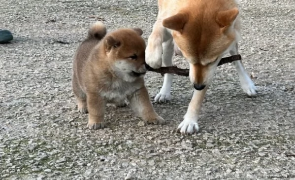 meraviglioso cucciolo di Shiba Inu per adozione | Foto 0