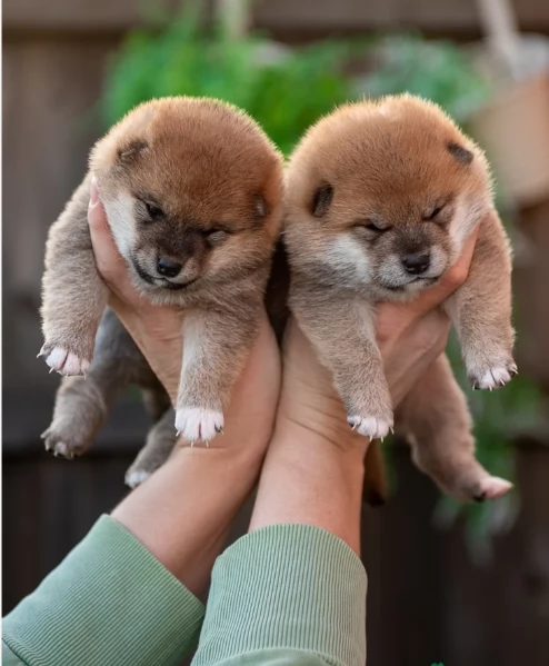meraviglioso cucciolo di Shiba Inu per adozione | Foto 1