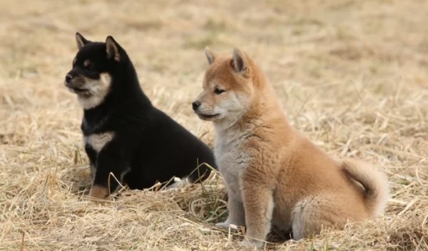 meraviglioso cucciolo di Shiba Inu per adozione | Foto 0