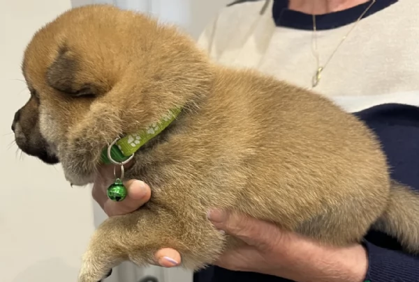 meraviglioso cucciolo di Shiba Inu per adozione | Foto 5