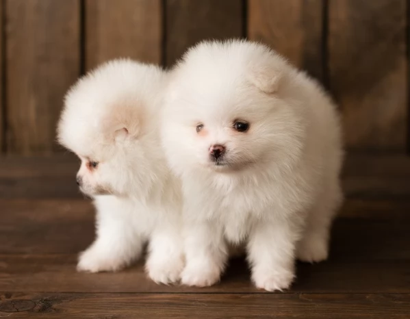 disponibili cuccioli di Pomerania  | Foto 2
