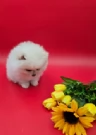 disponibili cuccioli di Pomerania  | Foto 0