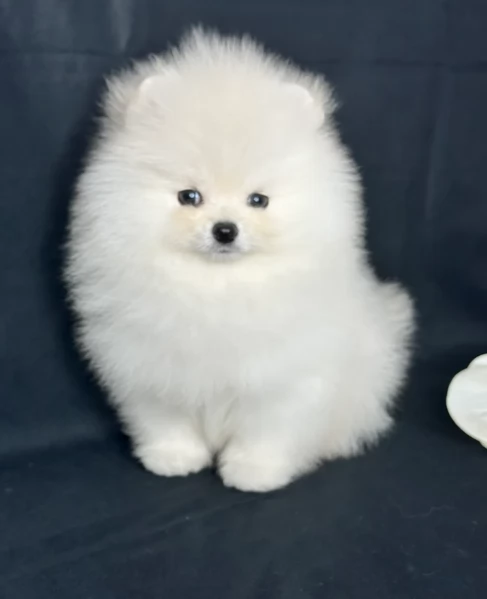 disponibili cuccioli di Pomerania  | Foto 2