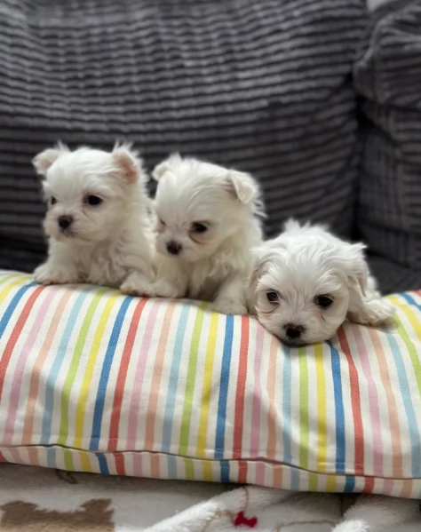 piccolissima cuccioli di Maltese per ladozione | Foto 1