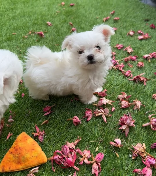 piccolissima cuccioli di Maltese per ladozione | Foto 3