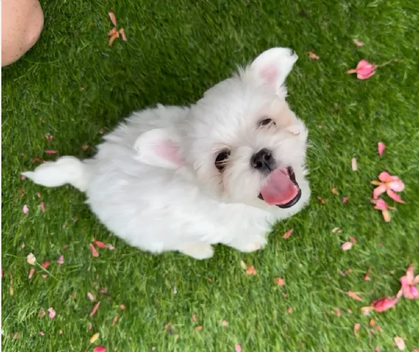 piccolissima cuccioli di Maltese per ladozione | Foto 1