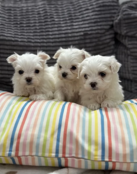 piccolissima cuccioli di Maltese per ladozione | Foto 3