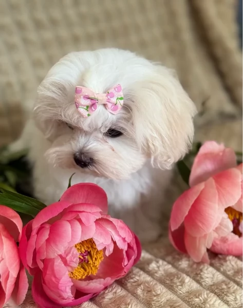 piccolissima cuccioli di Maltese per ladozione | Foto 3